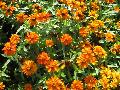 Zinnia / Zinnia angustifolia Profusion Hybrids 